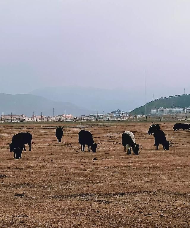 云南有什么好玩的地方景点推荐,云南丽江有什么好玩的景点图9