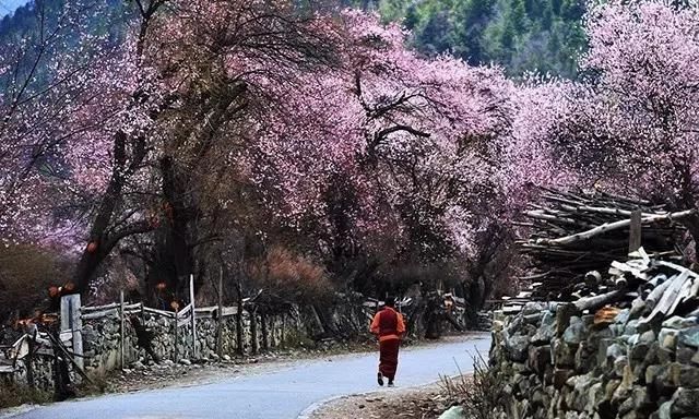 最美花海长什么样(最美花海景点推荐)图19