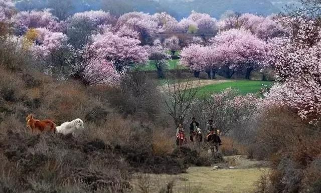 最美花海长什么样(最美花海景点推荐)图21