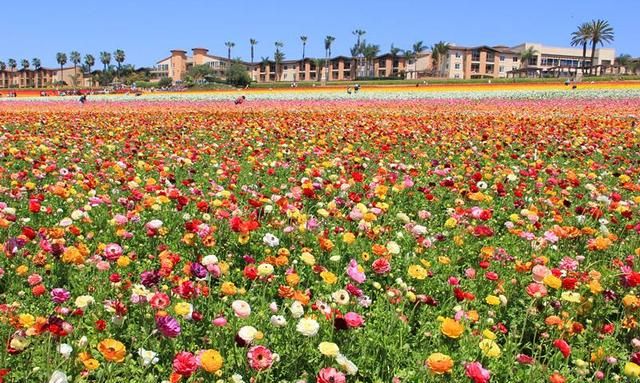 最美花海长什么样(最美花海景点推荐)图39