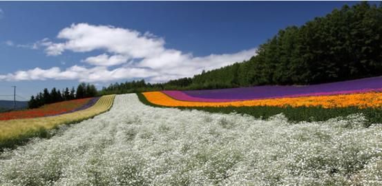 最美花海长什么样(最美花海景点推荐)图72